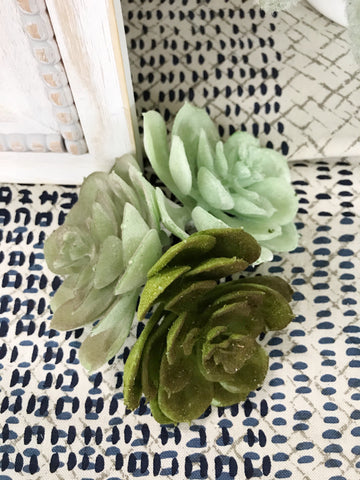 Stemless Succulents