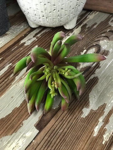 Green/Purple Succulent Pick